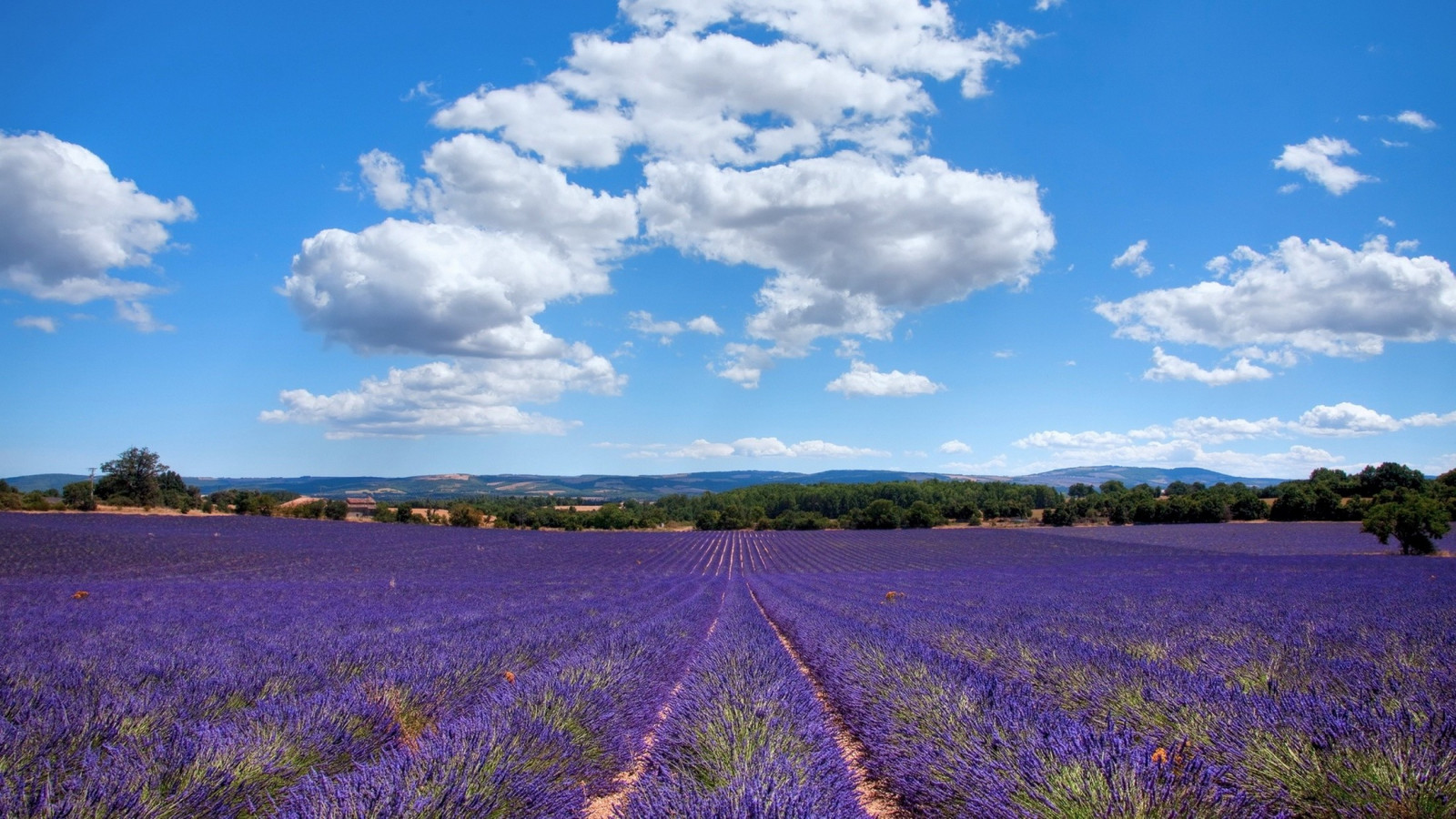 Landschaft, Natur, Himmel, Feld, Horizont, Lavendel, Steppe, Wolke, Blume, Wiese, Pflanze, Landwirtschaft, Wiese, Ebene, Wildblume, Prärie, Ernte, ländliches Gebiet, Landanlage, blühende Pflanze, Grasfamilie, Lupine, Englisch lavendel, Bluebonnet, 2200x1238 px