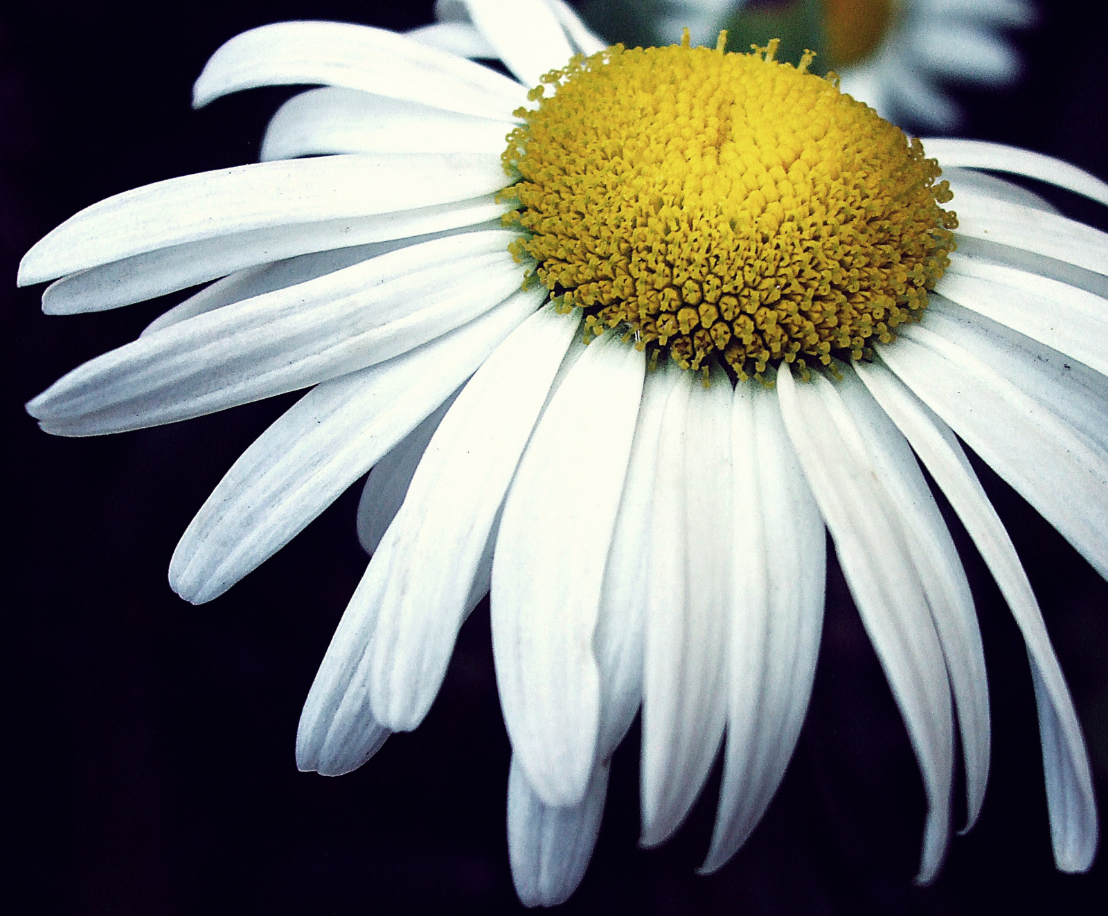 květiny, Přátelé, Brazílie, Černá, flores, amigos, květ, detail, makro, milovat, Příroda, květ, branco, Brasil, blackbackground, květiny, naděje, denní světlo, Lístky, přítel, momenty, přátelství, přírodní, amor, Sao Paulo, podrobnosti, natureza, laranja, flor, naturallight, amarelo, Amizade, Margarida, Floresbrancas, darkbackground, Fundoescuro, Florbranca, luznatural, luzdodia, awesomeblossoms, silveramazingdetails, Luznatuarl, Ediliavieira, Evieira