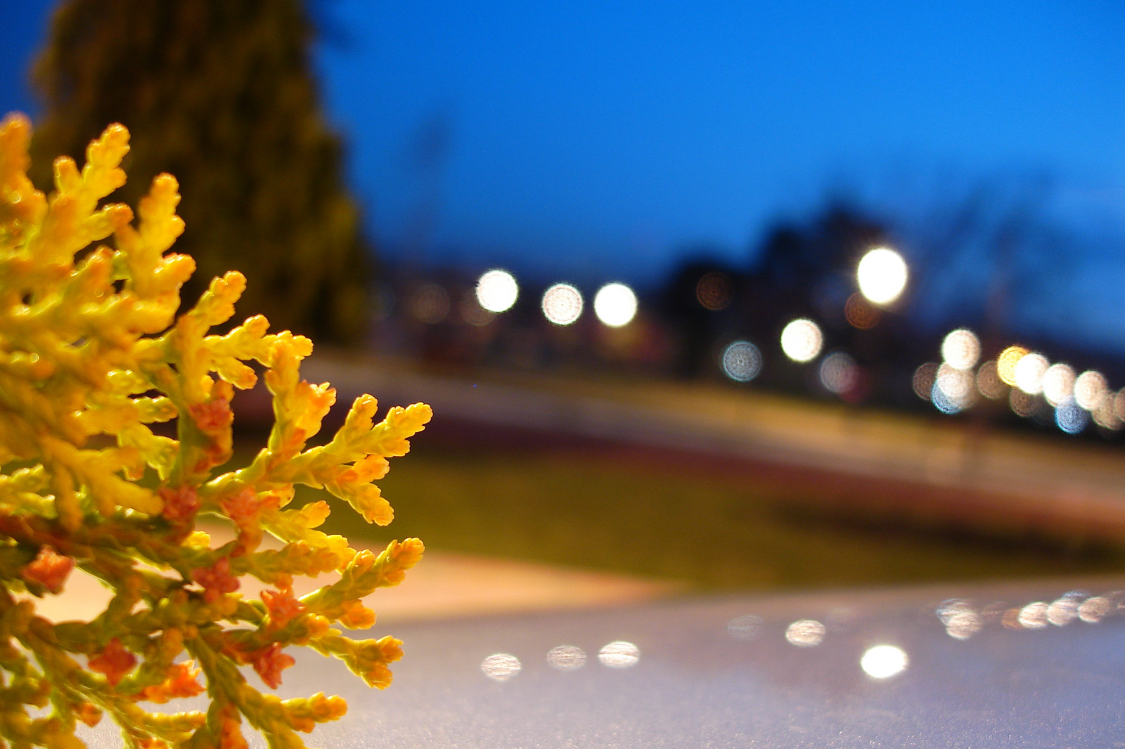 luce del sole, luci, notte, natura, riflessione, fotografia, ramo, giallo, mattina, fiorire, bokeh, leggero, longexposure, colore, albero, autunno, foglia, fiore, pianta, stagione, flora, colori, petalo, pino, sfondo del computer, avvicinamento, fotografia macro, sonydscw17, gaziantepturkey