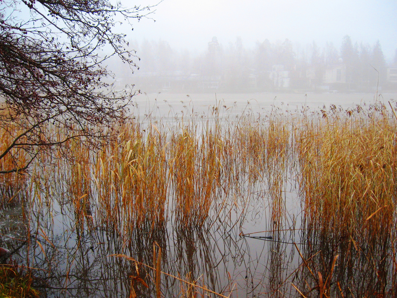 november, efterår, afspejling, træ, vand, græs, tåge, Finland, Helsinki, kviste, brillianteyejewel, distinguishedpictures
