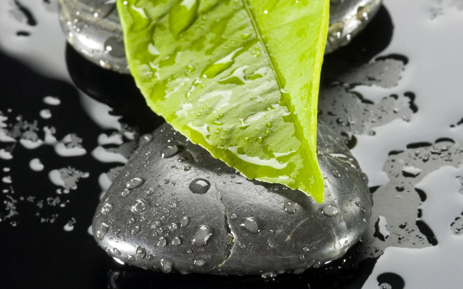leaves, food, water, drink, leaf, drop, 2560x1600 px, produce, macro photography
