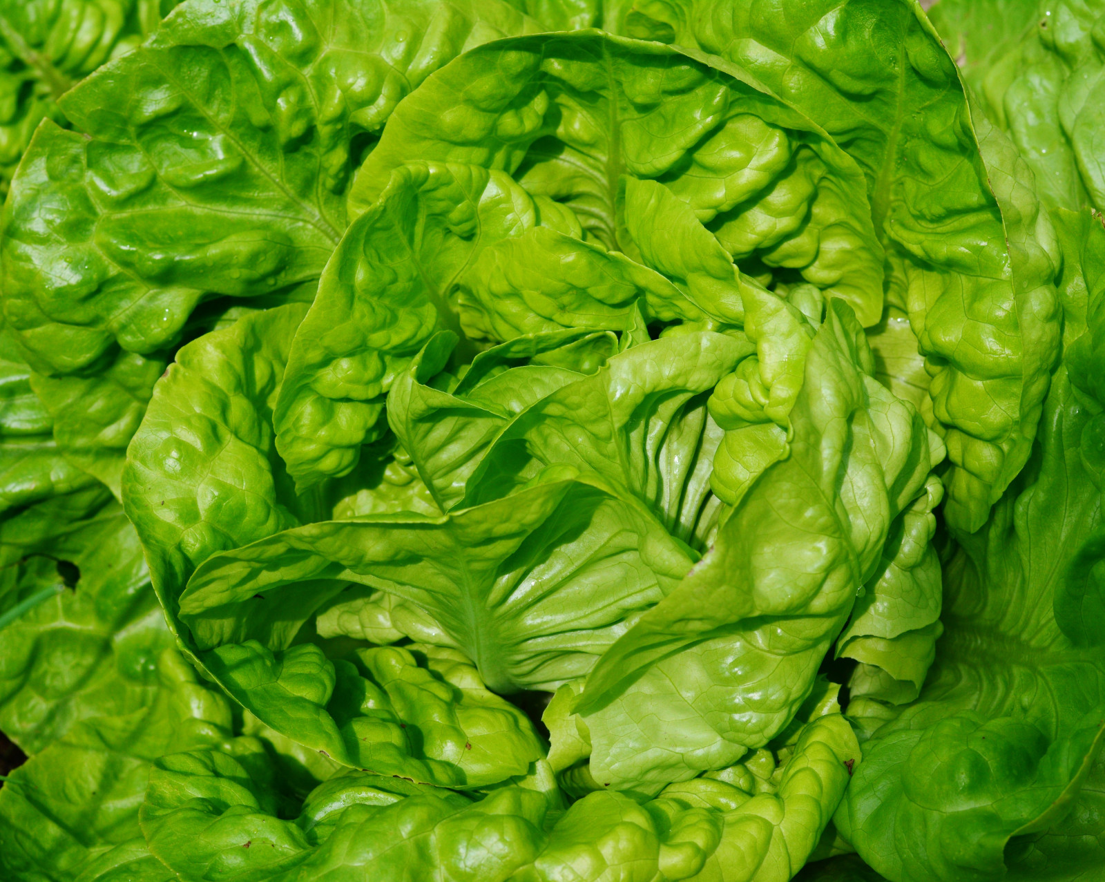 Wallpaper lettuce, leaves, vegetable, close up 5011x4000