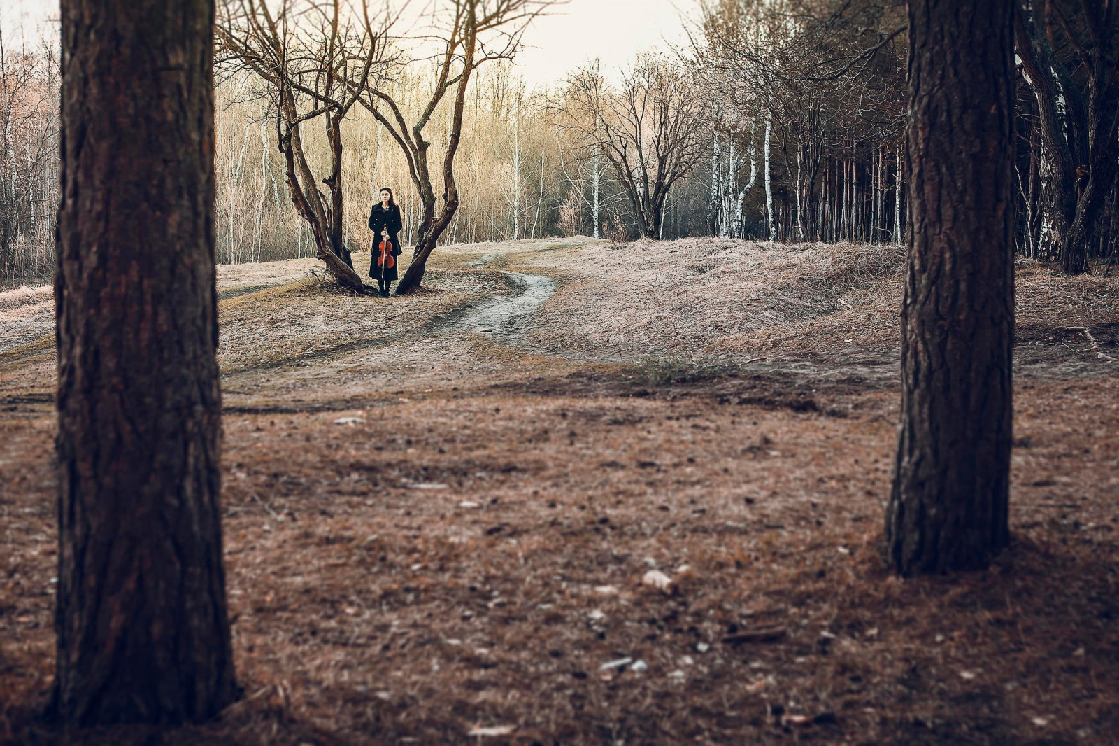 slunečnímu záření, stromy, krajina, les, ženy venku, ženy, model, Příroda, zima, dřevo, ráno, housle, divočina, strom, podzim, list, rostlina, sezóna, zálesí, 2048x1365 px, místo výskytu, přírodní prostředí, dřevina