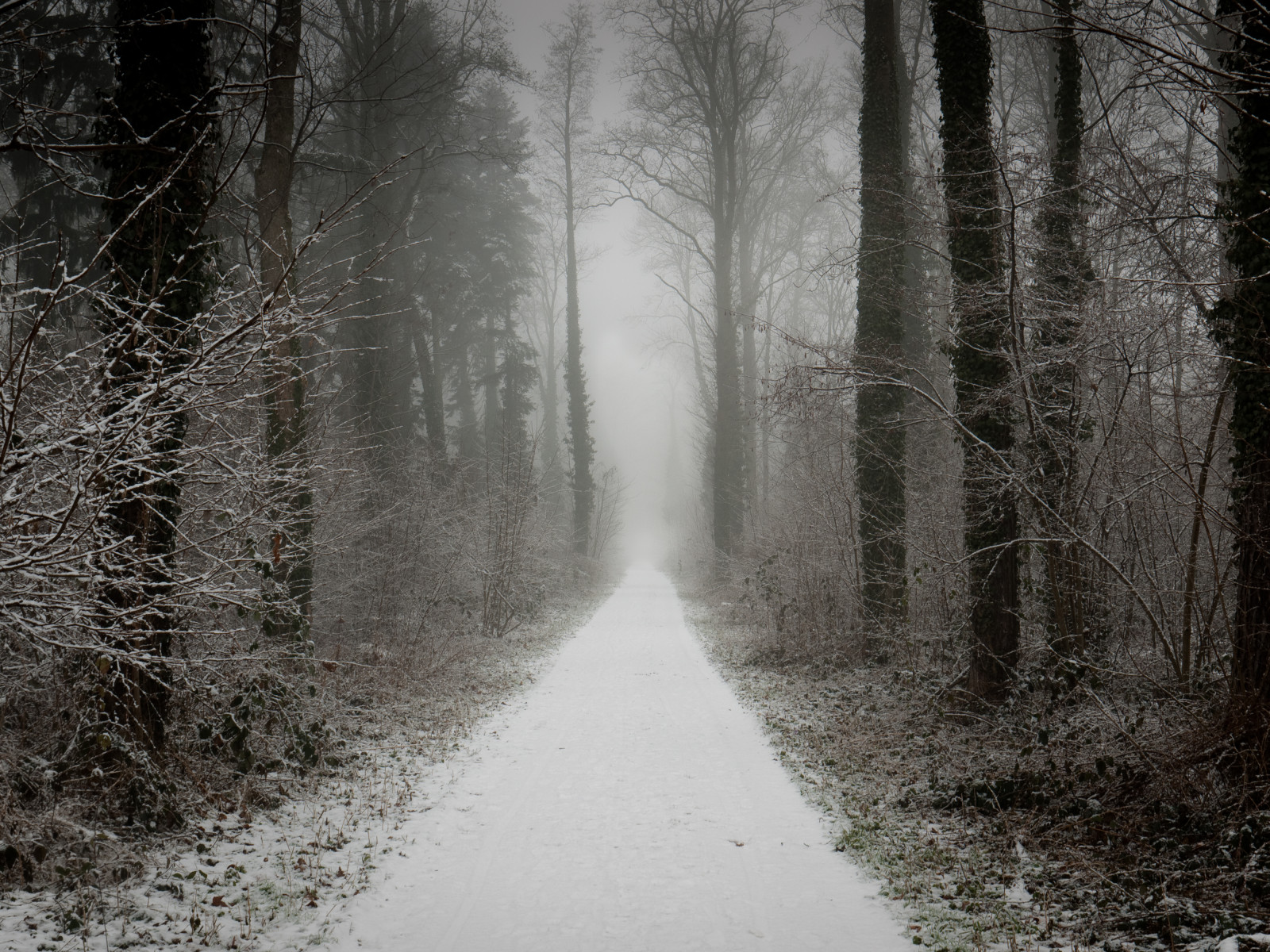 stromy, hmla, príroda, hmla, les, Nemecko, deutschland, les, strašidelné, Freiburg, Bádensko-Württembersko, Mooswald, preskúmal