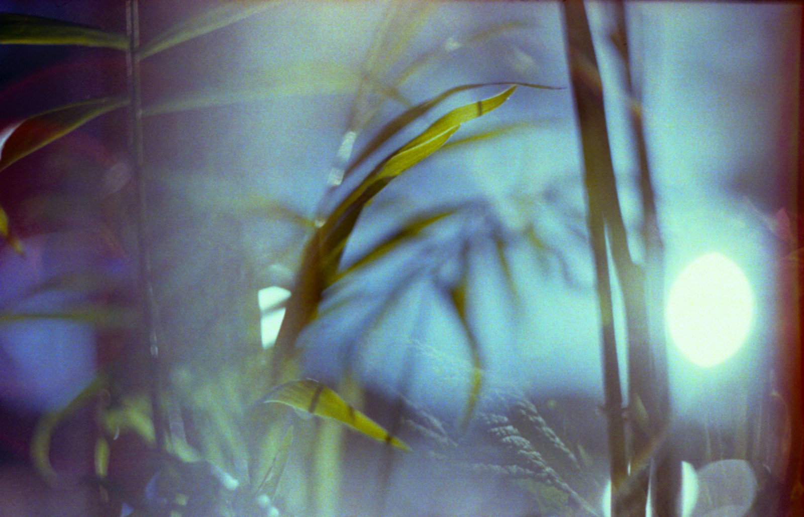 sollys, blade, vand, afdeling, grøn, gul, blå, undervands-, Halo, akvarium, gået i stykker, 35MM, tang, lys, udsættelse, blad, plante, flora, film, analog, analogico, udløbet, multipleexposure, 135, mange, computer tapet, tæt på, makrofotografering, stængelplante, Zenit, havbiologi, pellicola, 122, organisme, helios, ferskvand akvarium, helios44m4, 44m4, kodakfilms, kodakroyalsupra400