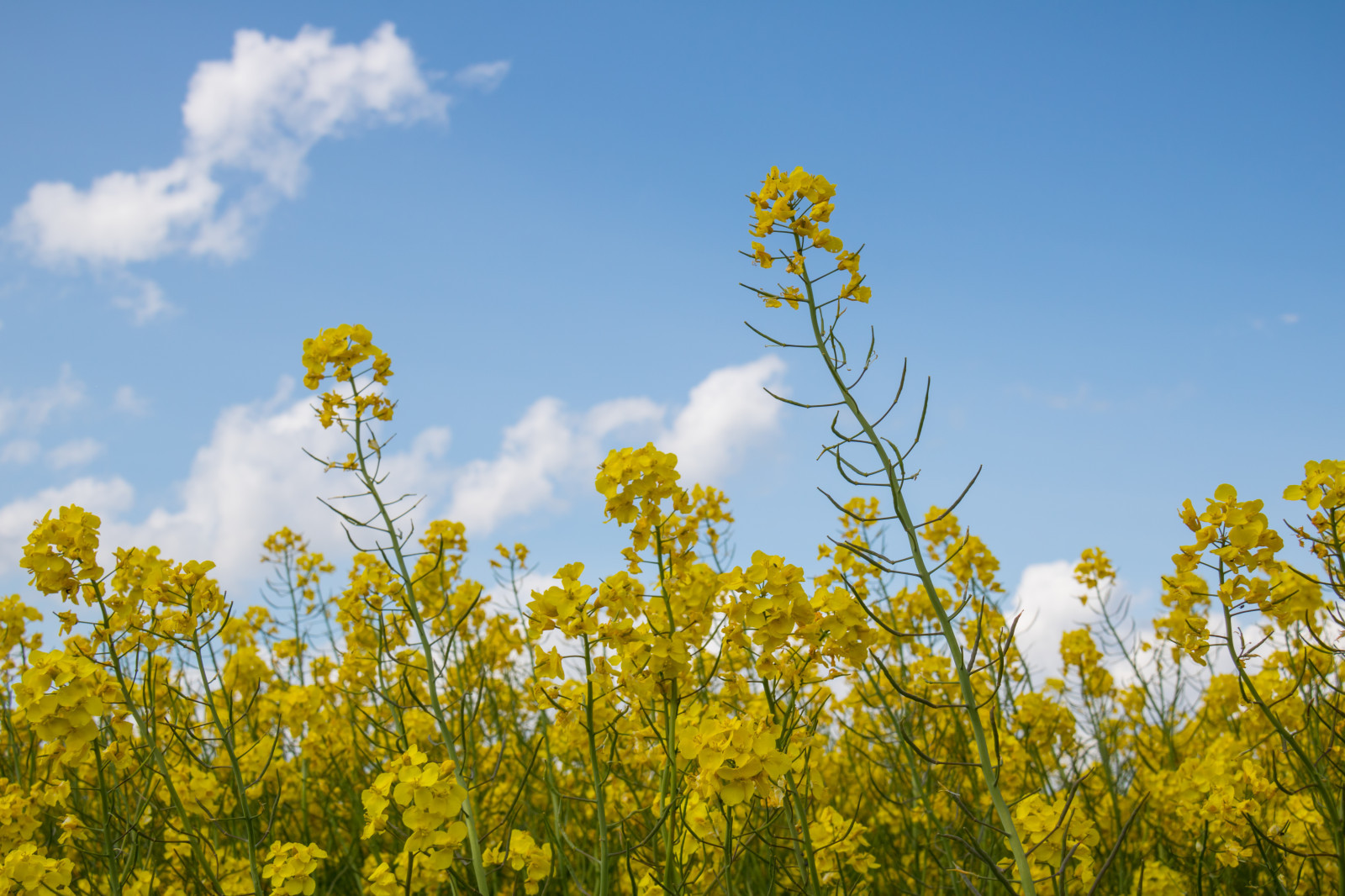 แสงแดด, อาหาร, ธรรมชาติ, หญ้า, ท้องฟ้า, ฟิลด์, สีเหลือง, เบ่งบาน, Rapeseed, เมฆ, ต้นไม้, ฤดูใบไม้ร่วง, ใบไม้, ดอกไม้, ทุ่งหญ้า, ปลูก, พืช, himmel, ลินคอล์น, raps, คาโนลา, rapefield, เกษตรกรรม, ทุ่งหญ้า, ดอกไม้ป่า, ทุ่งหญ้า, เขตชนบท, ผลิต, โรงงานที่ดิน, พืชดอก, ครอบครัวหญ้า, ผัก, Braseriaica, โรงงานมัสตาร์ด