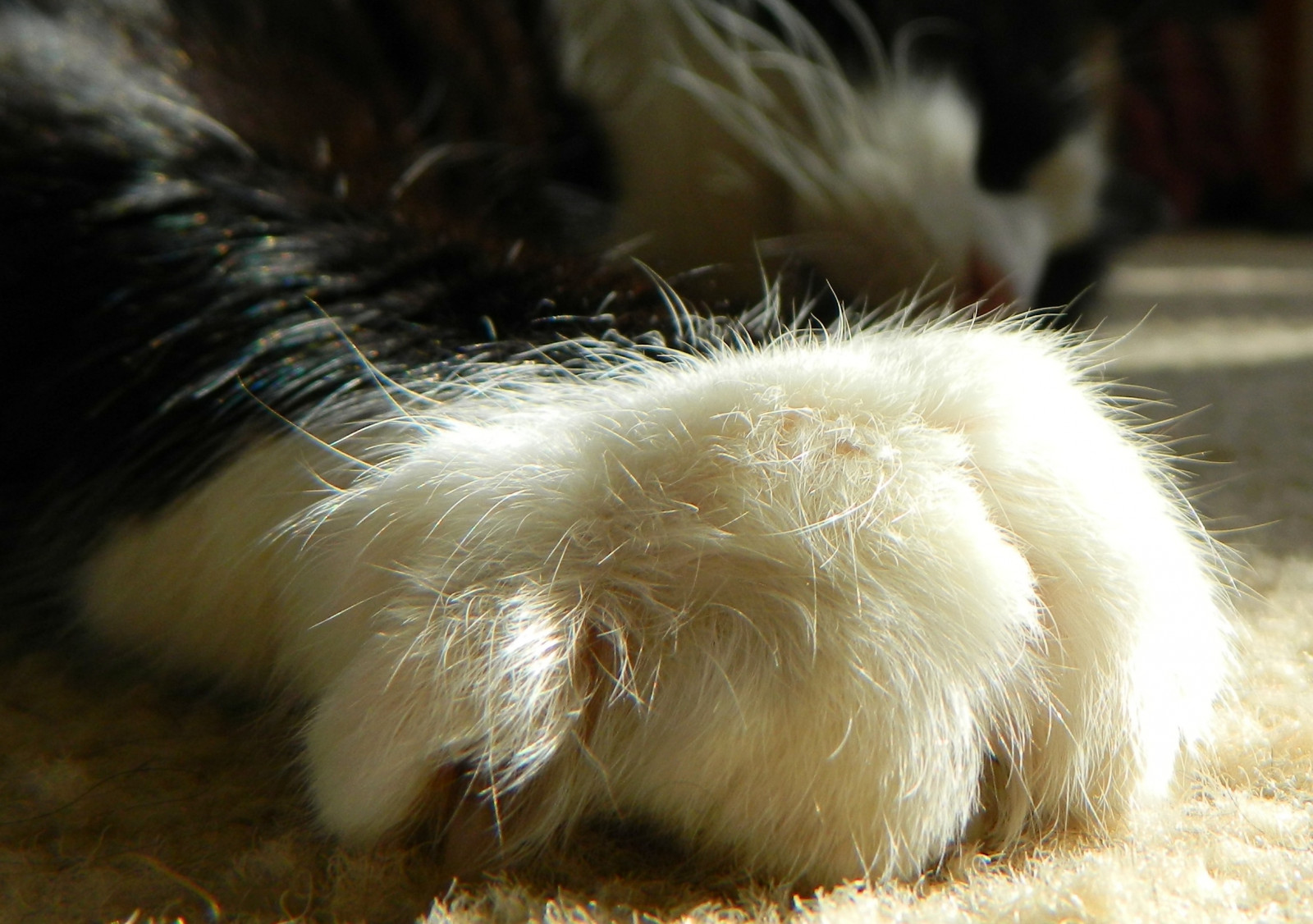 Wallpaper cat, love, feet, fur, furry, whiskers, pet, eyebrows