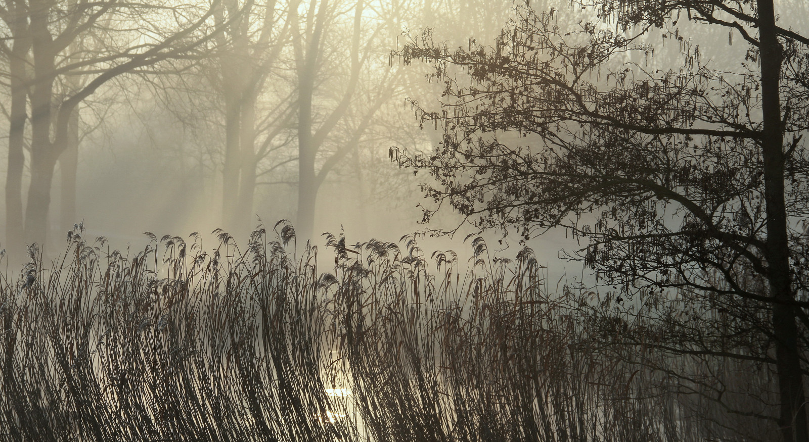 slunečnímu záření, stromy, les, Příroda, odraz, zima, větev, ráno, mlha, mráz, zmrazení, rákos, mokřadní, strom, podzim, mlha, počasí, rostlina, sezóna, zálesí, Bomen, bergsebos, Riet, místo výskytu, přírodní prostředí, atmosférický jev, dřevina, zonlicht