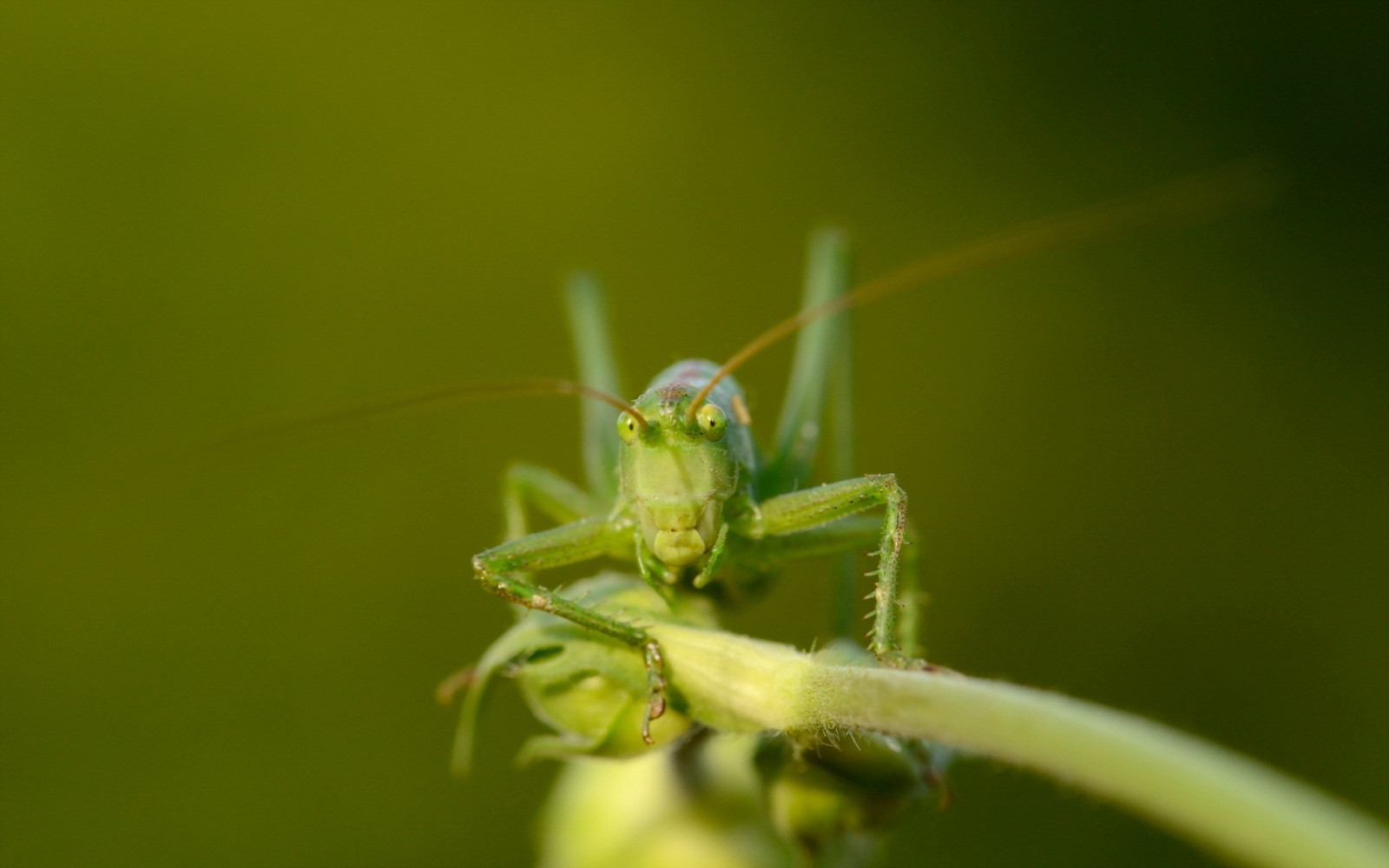 zvěř, rostliny, fotografování, makro, kudlanka, hmyz, zelená, saranče, květ, vážka, motýlice, fauna, 1920x1200 px, zblízka, makro fotografie, závod stonek, bezobratlý, členovců, vážky a damseflies, net okřídlený hmyz, cvrček jako hmyz