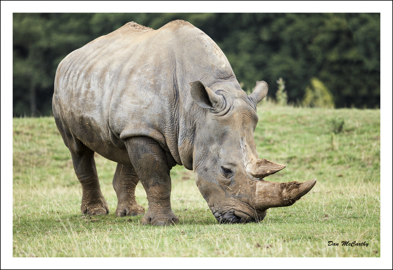 tráva, růžky, zelená, Volně žijících živočichů, Kánon, národní park, zoologická zahrada, nosorožec, zvíře, lučina, Safari, fauna, savec, roh, canonef24105mm, čenich, savana, organismus, nosorožec, pastvisko, terrestrial animal