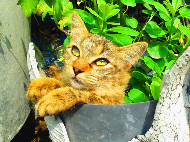 kočka, kníry, divoká kočka, květ, fauna, savec kočka, kníry, divoká kočka, květ, fauna, savec