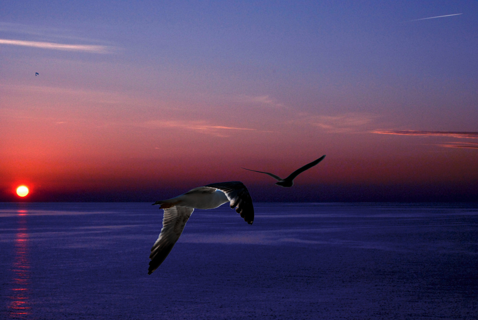 Sonnenuntergang, Meer, Himmel, Sonnenaufgang, Küste, Möwen, Horizont, Dämmerung, Flug, Tramonto, Dämmerung, Vogel, Ozean, Welle, Cielo, Möwe, Seevogel, Stute, Flügel, Autofokus, Erinnern sie sich, Erinnern sie sich, Erinnern sie sich, Erinnern sie sich, Flickrbronzetrophygroup, Erinnern sie sich, Erinnern sie sich, Erinnern sie sich, Erinnern sie sich, Charadriiformes, Gabbiani, Erinnern sie sich, Erinnern sie sich