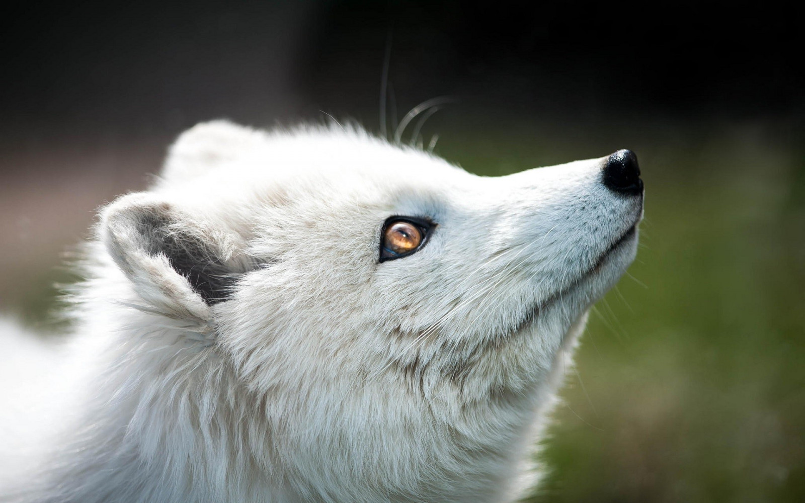 Animales, naturaleza, fauna silvestre, borroso, nariz, bigotes, zorro ártico, fauna, mamífero, vertebrado, de cerca, Fotografía macro, Perro como mamífero, Perro raza