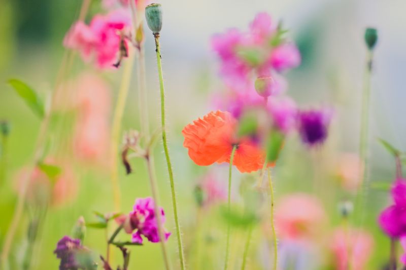 flowers, nature, grass, plants, macro, green flowers, nature, grass, plants, macro, green