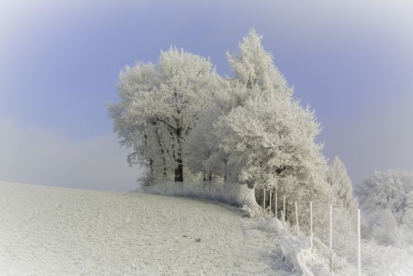 trees, nature, snow, white, hill, sky