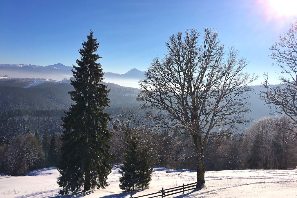 Karpaty, Ukrajina, appleiphone6s, mráz, sníh, bílý, zelená, zima, hory, borovice, stromy, hora, les, krajina, slunce, modrý, Evropa, venku, scéna, krása