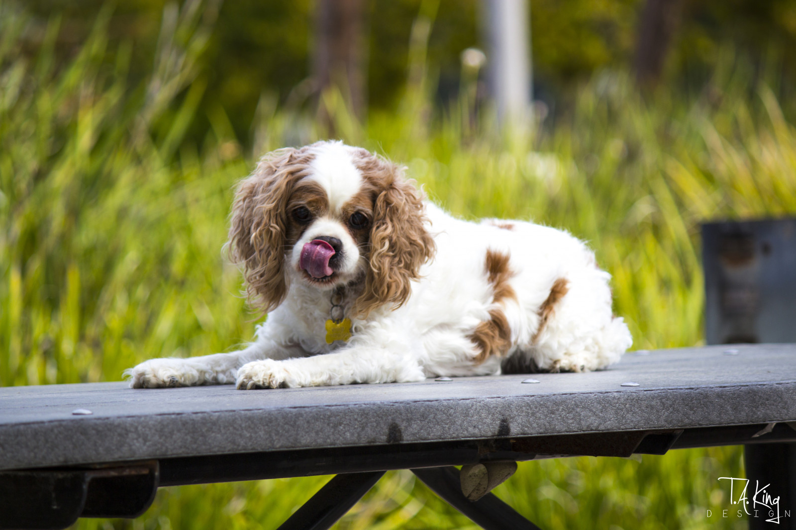 สัตว์, หมา, ลิ้น, spaniels, การออกแบบ, คิงชาร์ลสแปเนียล, ลูกสุนัข, สัตว์เลี้ยงลูกด้วยนม, สัตว์มีกระดูกสันหลัง, สุนัขชอบเลี้ยงลูกด้วยนม, สแปเนียล, สุนัขพันธุ์ผสม, cavalier king charles spaniel, สายพันธุ์สุนัข