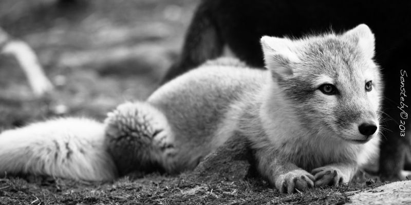 wildlife, mammal, dog like mammal, fauna, black and white, monochrome photography wildlife, mammal, dog like mammal, fauna, black and white, monochrome photography