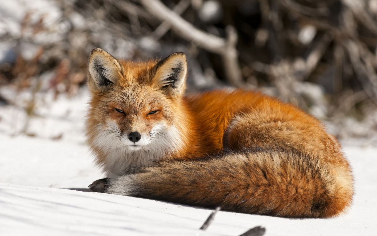 Wallpaper : 1920x1200 px, face, fox, nature, snow, winter 1920x1200