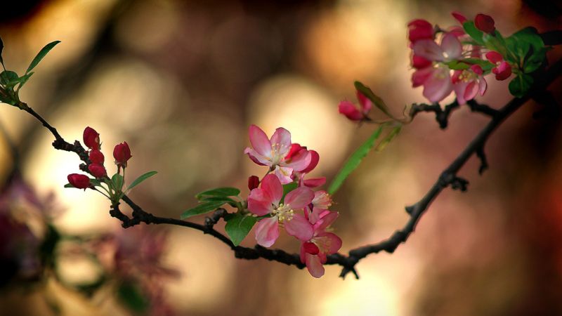 nature, red, photography, branch, blossom, plants nature, red, photography, branch, blossom, plants