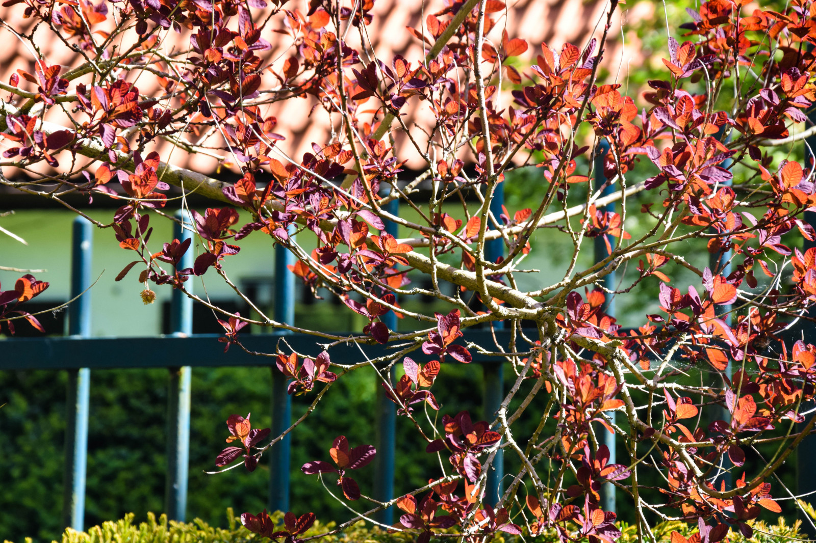 fiori, città, urbano, parco, ramo, verde, fiorire, Svezia, primavera, Rowan, albero, autunno, foglia, fiore, pianta, all'aperto, uccello, stagione, fiore di ciliegio, flora, Malmo, Pildammsparken, produrre, botanica, impianto di terra, pianta fiorita, pianta legnosa, arbusto