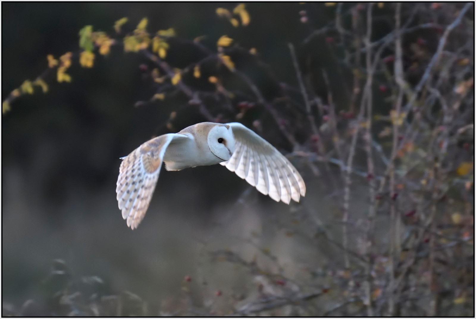 Příroda, letící, Volně žijících živočichů, dravý pták, stodola, sova, zobák, Kořist, Sokol, Let, pták, birdofprey, Pírko, křídlo, fauna, jezírka, rezervovat, velký šedý sova, RSPB, bažina, Cambridgeshire, Drayton