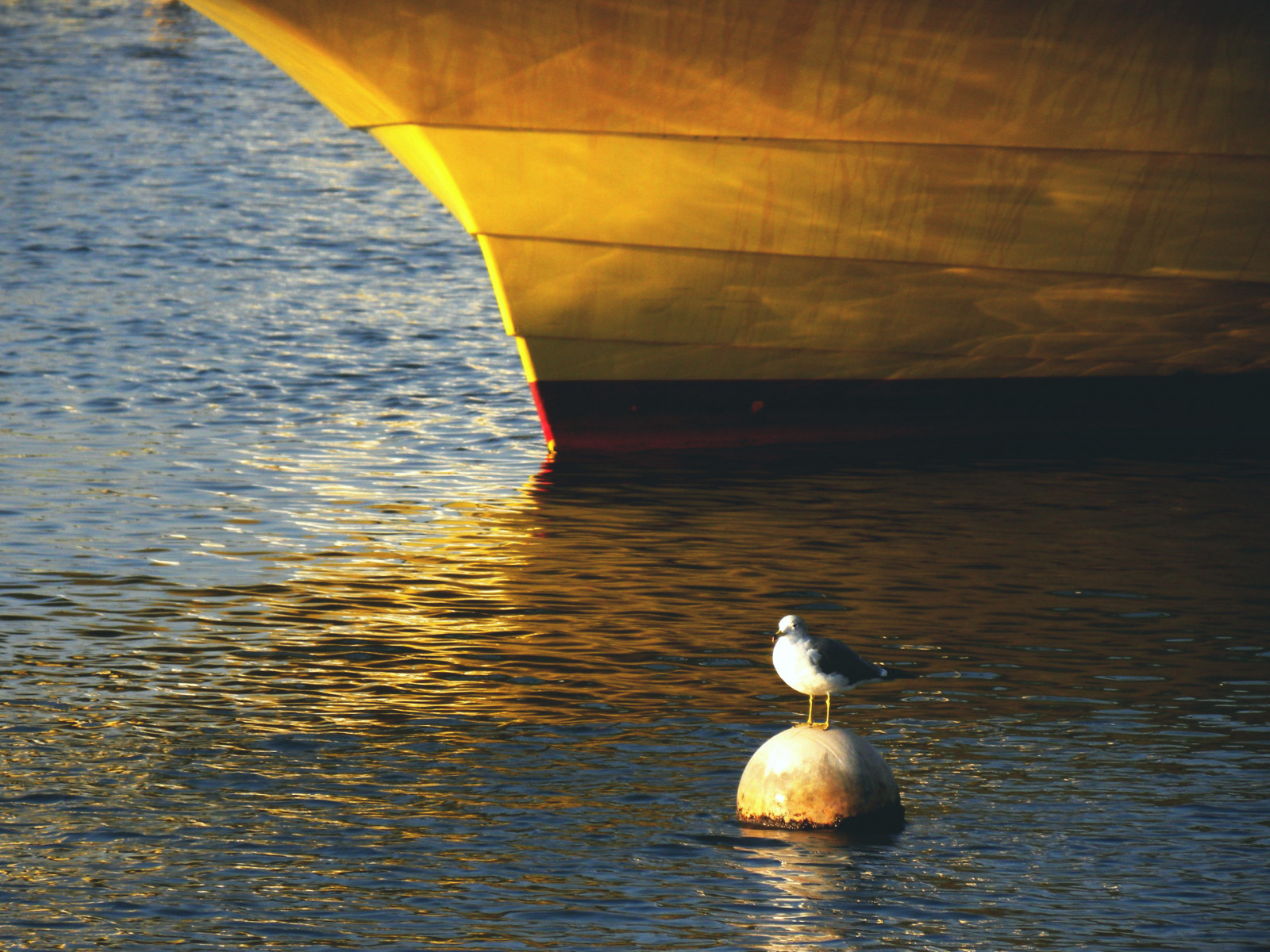 slunečnímu záření, západ slunce, moře, jezero, voda, odraz, svítání, večer, ráno, pobřeží, kachna, pták, racek, bóje, křídlo, vodní ptáci, vodní pták, kachen, hus a labutě, optimistický, fishingboatwater, fishingport, Enoshima