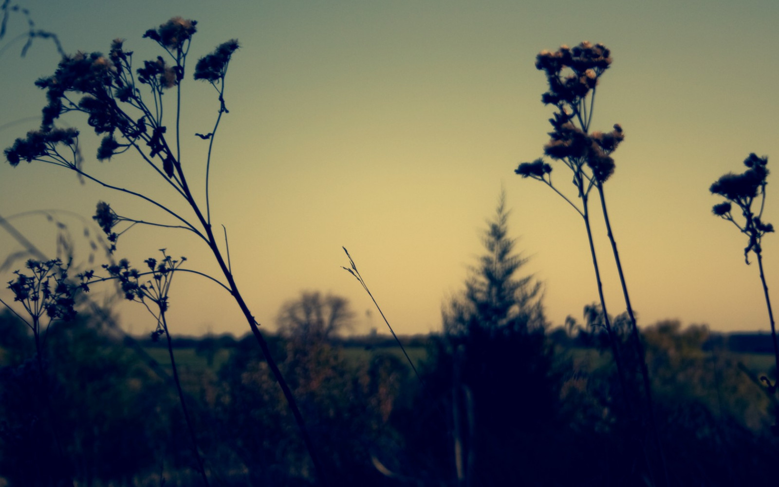 slunečnímu záření, krajina, západ slunce, Příroda, tráva, nebe, rostliny, pole, silueta, makro, větev, svítání, večer, ráno, slunce, horizont, soumrak, mrak, strom, list, květ, svítání, rostlina, louka, atmosférický jev, dřevina, tráva rodina