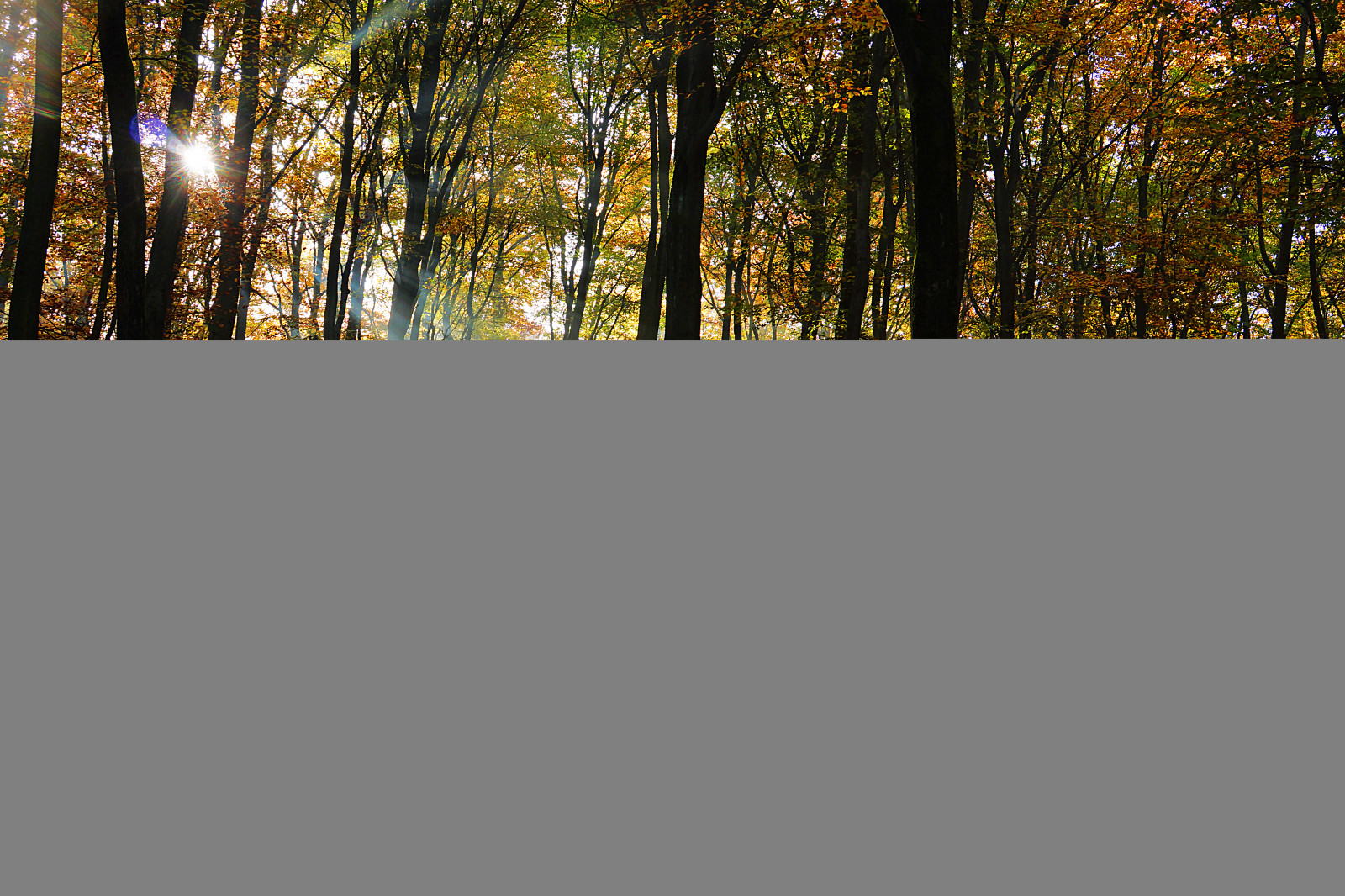 slunečnímu záření, stromy, les, větev, Německo, mlha, záclona, Vzhled interiéru, bambus, opar, Nassau, Sluneční paprsek, světlo, paprsky, strom, podzim, mlha, deutschland, design, čára, Wald, Herbst, baum, syn, licht, b UME, hessen, Taunus, Nebel, sonnenstrahlen, zálesí, herbstwald, Hesse, idsteinerland, elkaypics, lutzkoch, Dunst, léčba okno, Wiesbaden, indické léto, Idstein, streiflicht, trompeterweg