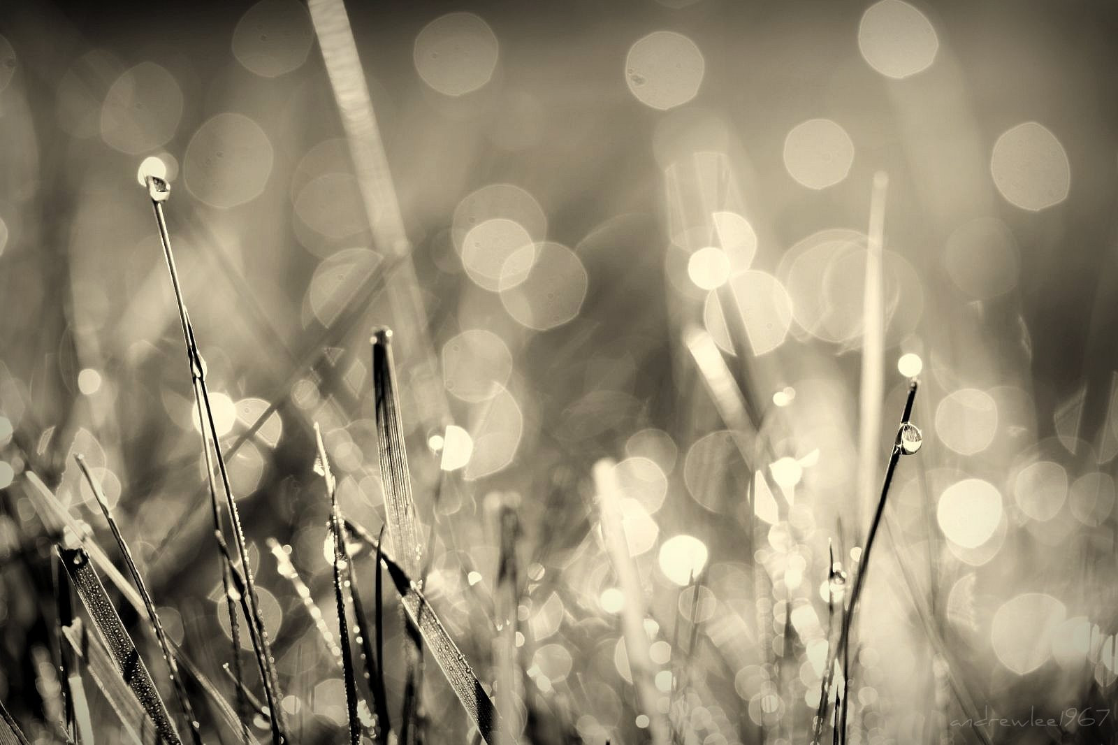 slunečnímu záření, bílý, černobílý, tráva, fotografování, makro, Anglie, bokeh, Spojené království, rosa, zmrazení, světlo, květ, tma, mywinners, gb, Británie, 50d, canon50d, andrewlee1967, andrewlee, Černý a bílý, monochromatické fotografování, makro fotografie, efs60mmf28usm