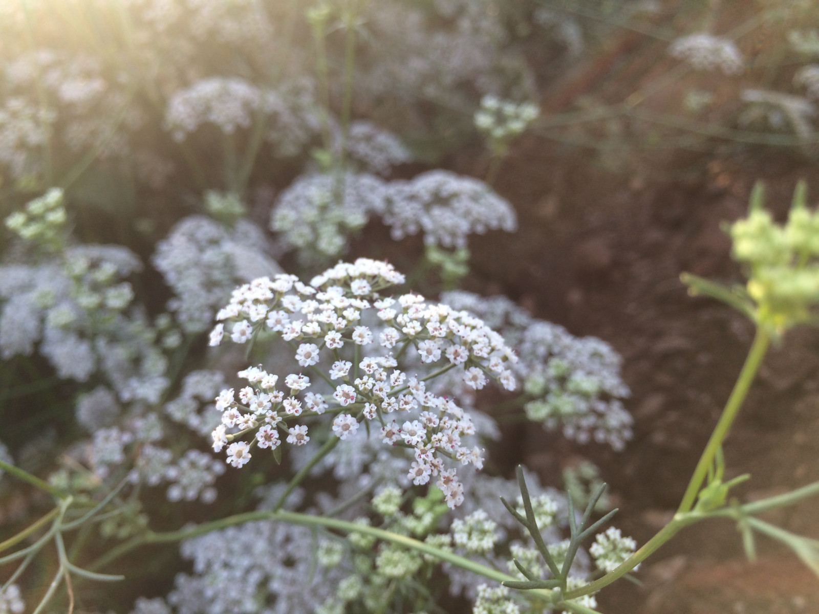 paesaggio, natura, ramo, fiori bianchi, fiorire, erba, fiore, pianta, flora, Fiore di campo, produrre, botanica, impianto di terra, pianta fiorita, arbusto, fotografia macro, famiglia delle margherite, prezzemolo mucca, Anthriscus, millefoglie, famiglia del prezzemolo, Apiales