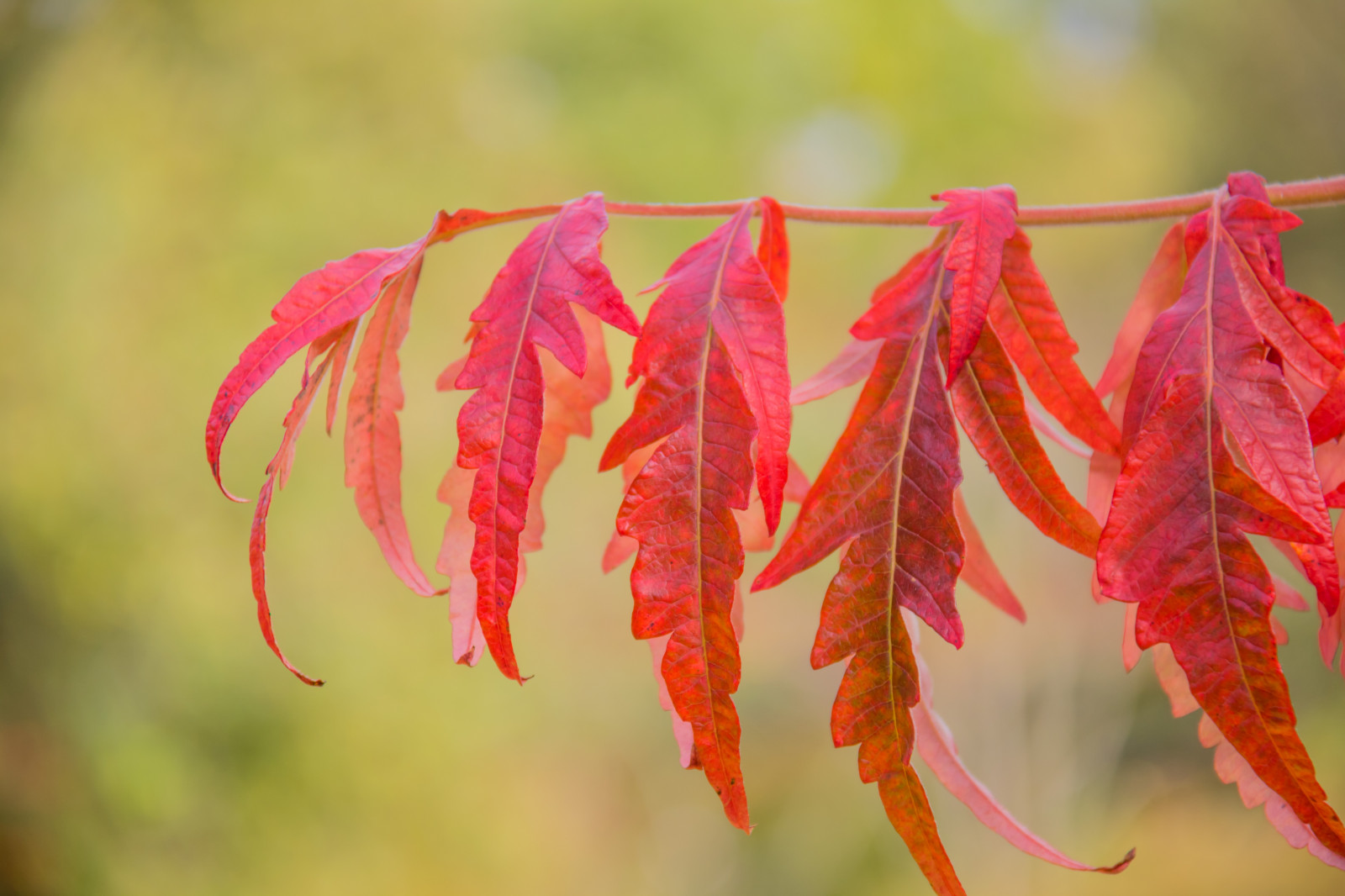 zahrada, Červené, park, větev, strom, podzim, list, květ, rostlina, sezóna, flóra, h st, exif modelu canoneos760d, geocountry, Kamera aby kánon, geocity, Model fotoaparátu canoneos760d, geostate, geolocation, EXIF čočka efs18200mmf3556is, EXIF otvor 56, exif aby kánon, exif focallength 110mm, exif isospeed 200, Alnarp, okvětní lístek, suchozemská rostlina, kvetoucí rostlina, dřevina, zblízka, keř, makro fotografie, závod stonek, javor, Javorový list