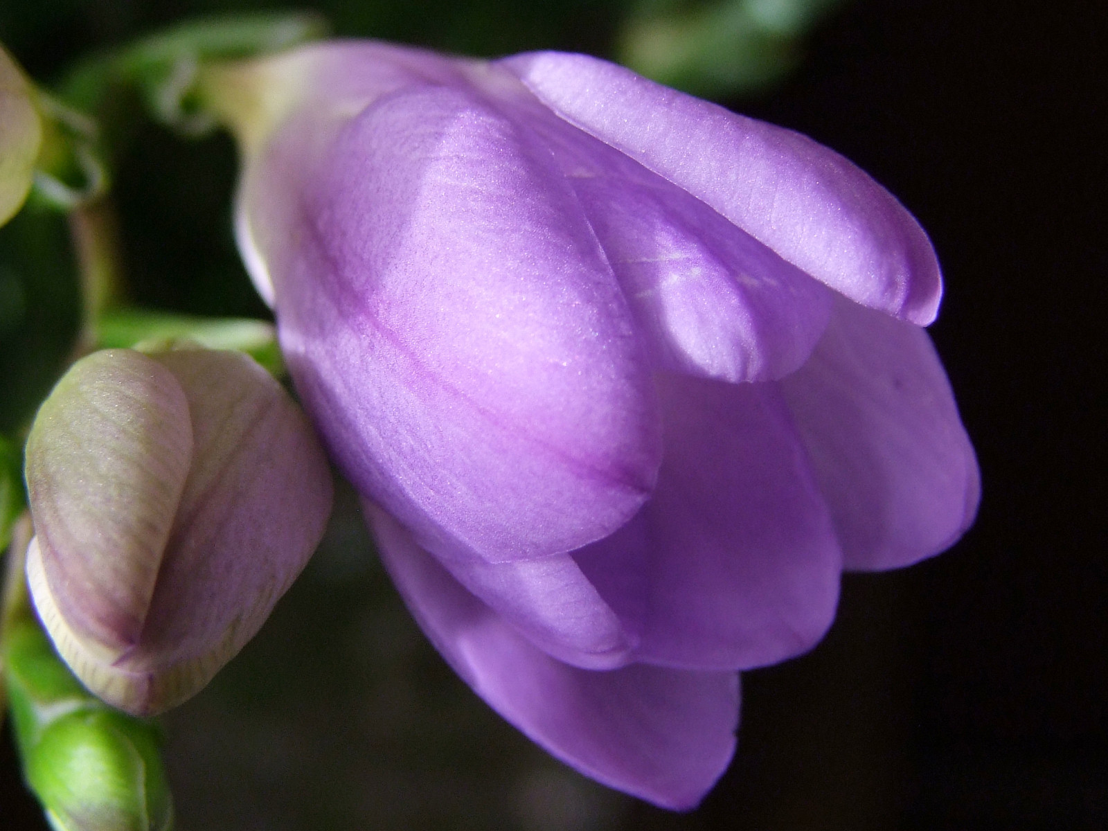 Příroda, nachový, fialový, makro, květ, jaro, květ, rostlina, flóra, pupen, okvětní lístek, natureselegantshots, thebestofmimamorsgroups, flickrflorescloseupmacros, flowersarebeautiful, divoká rostlina, S100FS, newgoldenseal, počítač tapeta, zblízka, makro fotografie, závod stonek, zvonek rodina, frézie, bylina