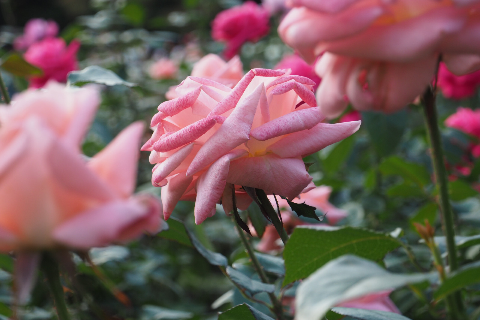 Japonsko, růže, květ, růžový, Tokio, Olympus, jp, květ, rostlina, flóra, okvětní lístek, mzuiko, kyufurukawagarden, OMD, EM5, omdem5, mzuikodigital1250mmf3563, mzuiko1250, em5mark2, omdem5mark2, botanika, suchozemská rostlina, kvetoucí rostlina, keř, zahradní růže, růže rodina, růže objednávka