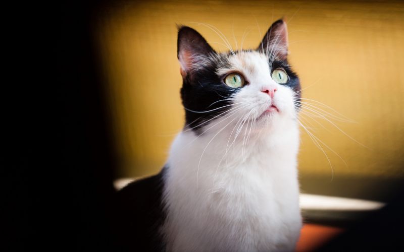 Gesicht, Weiß, schwarz, Katze, Schatten, verschwommen Gesicht, Weiß, schwarz, Katze, Schatten, verschwommen