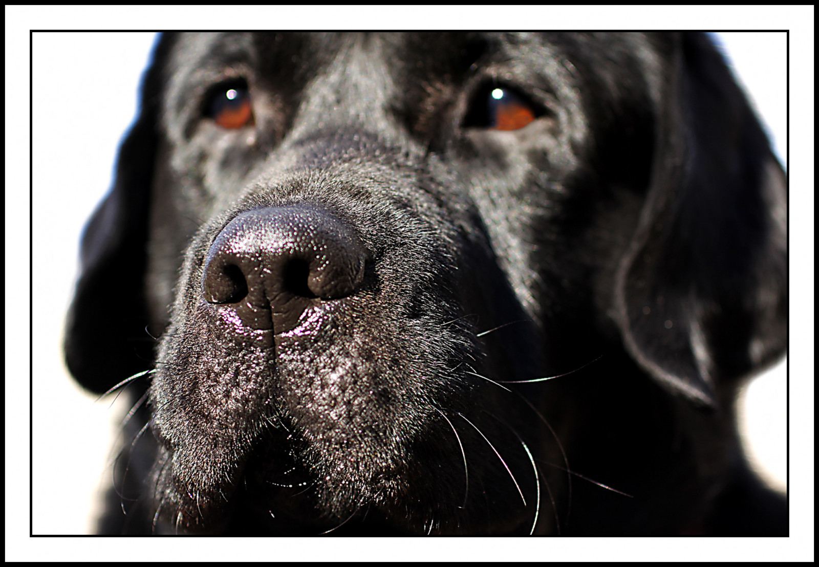 Wallpaper dog, black, Canon, nose, eyes, Labrador, ears, retriever