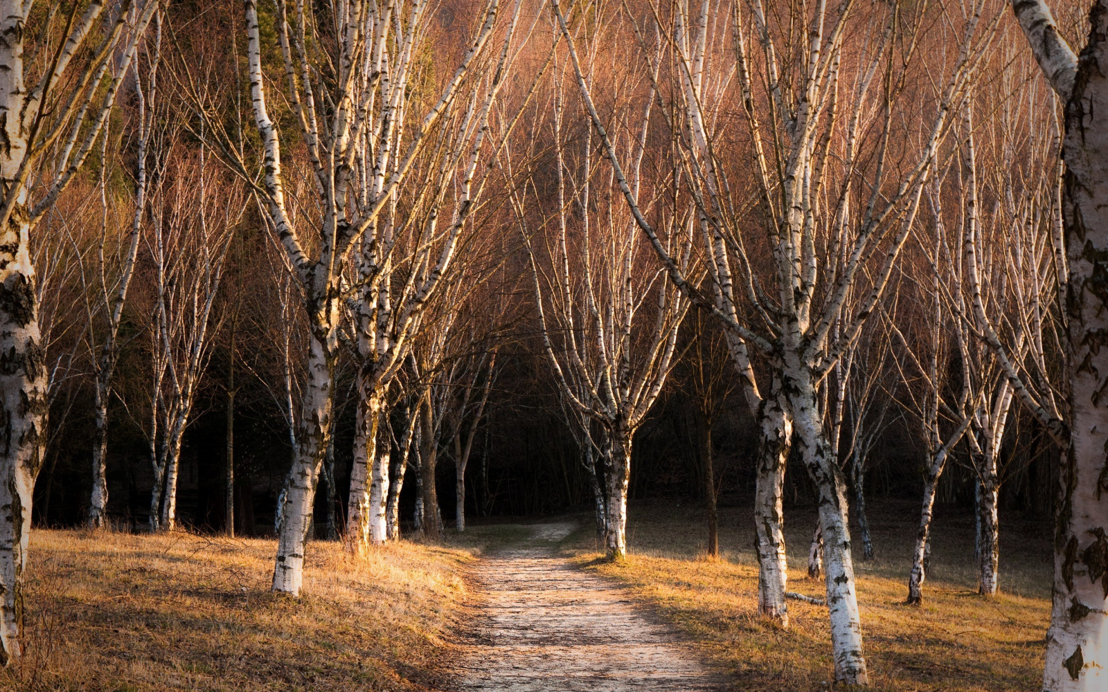 slunečnímu záření, krajina, les, Příroda, zima, dřevo, větev, divočina, bříza, Formace, mokřadní, strom, podzim, list, rostlina, sezóna, 2560x1600 px, zálesí, háj, místo výskytu, přírodní prostředí, atmosférický jev, suchozemská rostlina, dřevina, kufr, opadavý