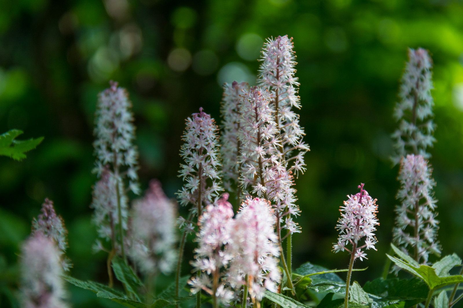 Příroda, tráva, zelená, mráz, květ, bylina, list, květ, rostlina, flóra, Blomma, parku Stadsparken, Trelleborg, louka, divoká rostlina, botanika, suchozemská rostlina, kvetoucí rostlina, zblízka, keř, makro fotografie