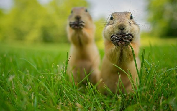 animals, nature, grass, squirrel, lion, green
