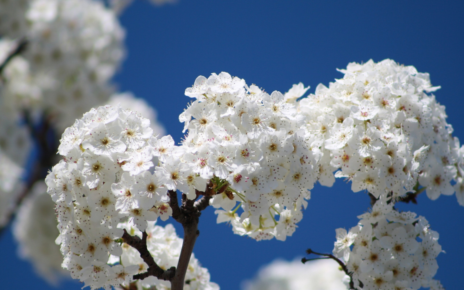 Wallpaper flowers, bloom, tree, branch, sky, spring 2560x1600