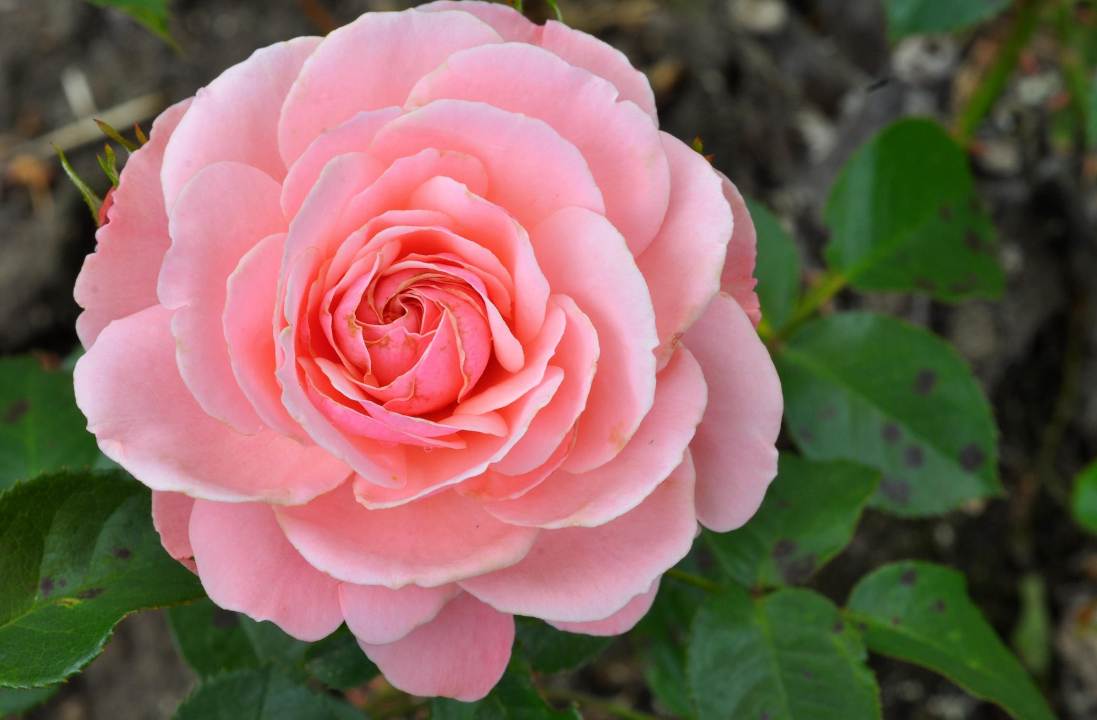 Wallpaper petals, pink, flower, flora, bud, petal, botany, land plant