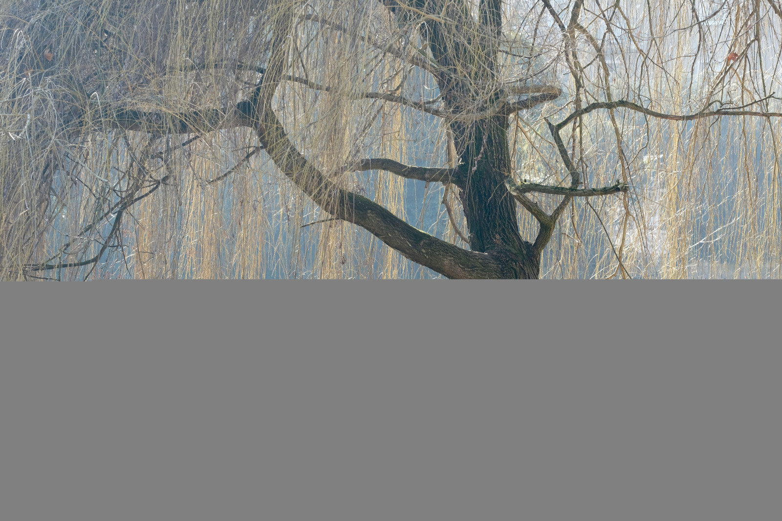 voda, větev, zelená, modrý, Německo, řeka, vlasy, plot, Vzhled interiéru, Únor, strom, deutschland, čára, fuji, t Bingen, outdoor struktura, XT2, Bádensko-Württembersko, xf90mm