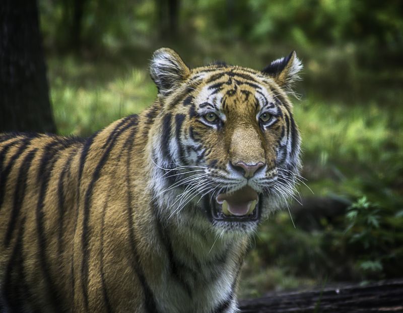 gato,césped,Tigre,de cerca,fauna silvestre,Gatos grandes