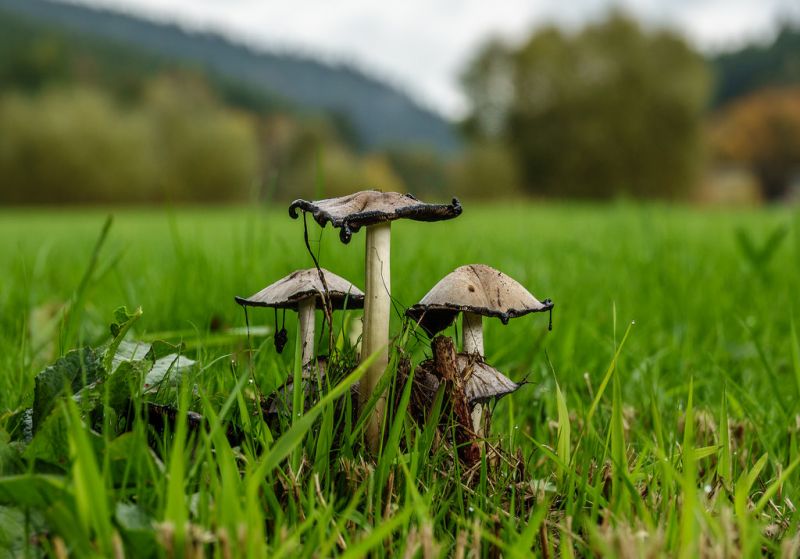 Příroda, tráva, pole, les, zelená, Volně žijících živočichů Příroda, tráva, pole, les, zelená, Volně žijících živočichů