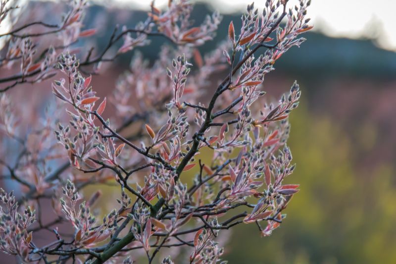 natura, ramo, brina, fiorire, primavera, albero natura, ramo, brina, fiorire, primavera, albero