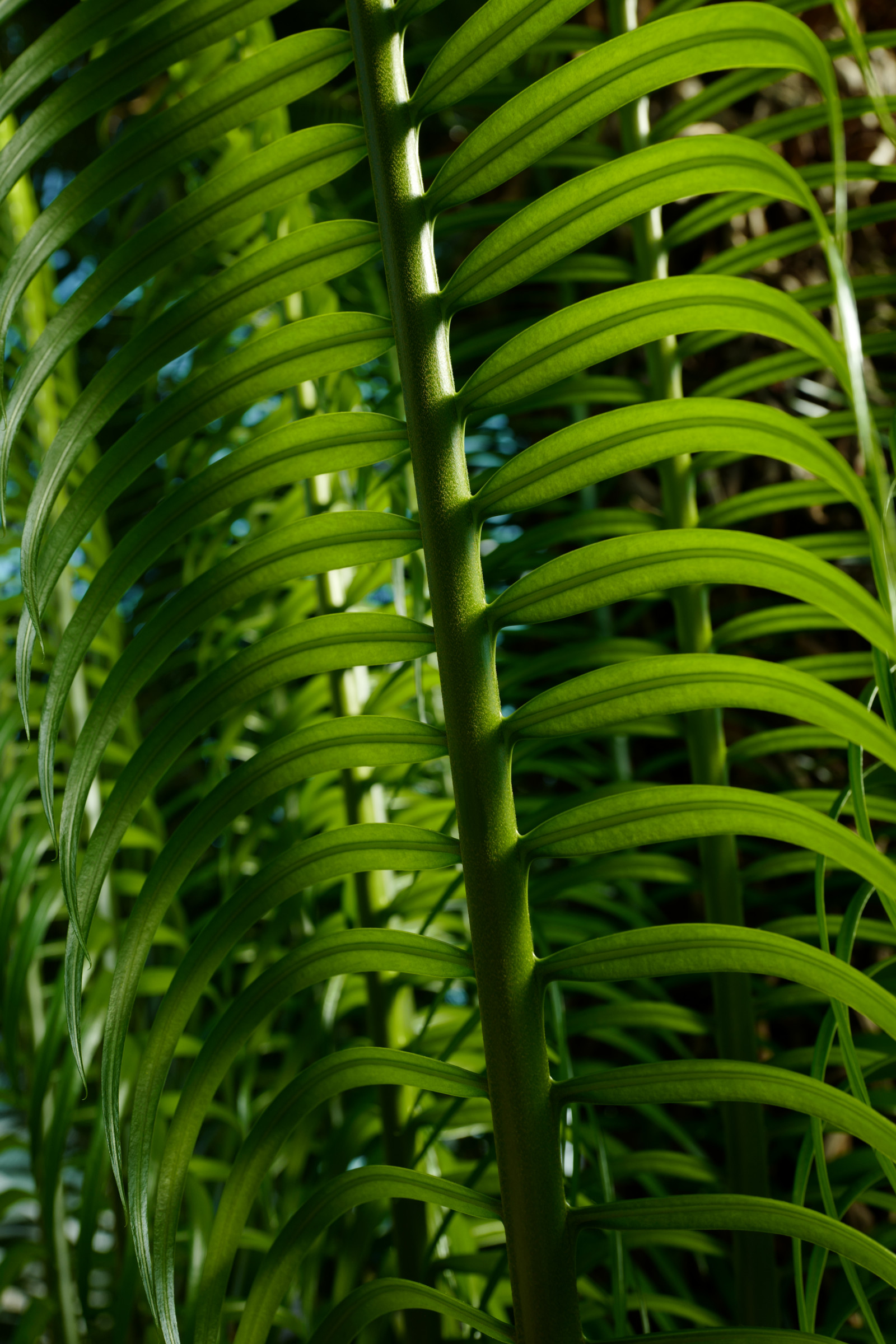 Japonsko, les, tráva, větev, zelená, džungle, Leica, Tokio, deštný prales, jp, list, květ, rostlina, flóra, kapradina, vegetace, Shinjuku, shinjukugyoen, summilux, leicaq, summilux1728, q, 1728, botanika, suchozemská rostlina, makro fotografie, tráva rodina, závod stonek, arecales, kapradiny a přesličky, cévnatých rostlin