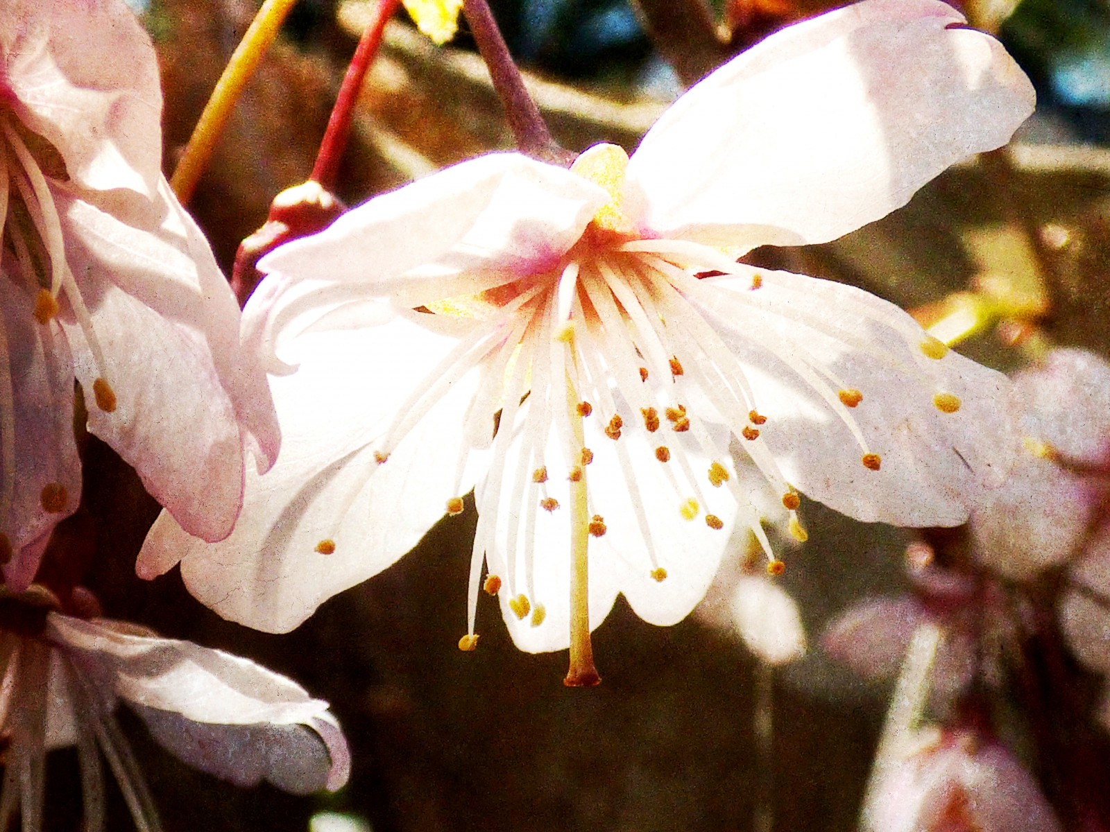 blomst, blomst, flora, plante, lyserød, forår, cherry blossom, kronblad, afdeling, prunus, blomstrende plante, stængelplante, Kvist