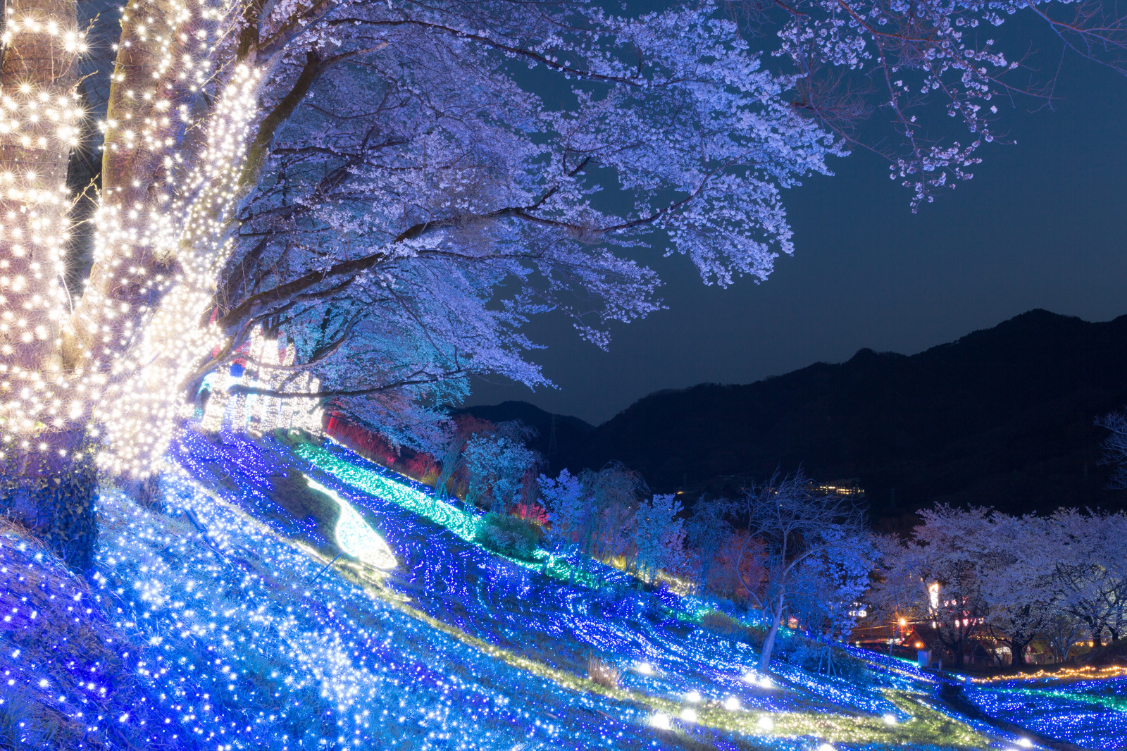 Wallpaper blue, nature, tree, plant, winter, sky, night, light