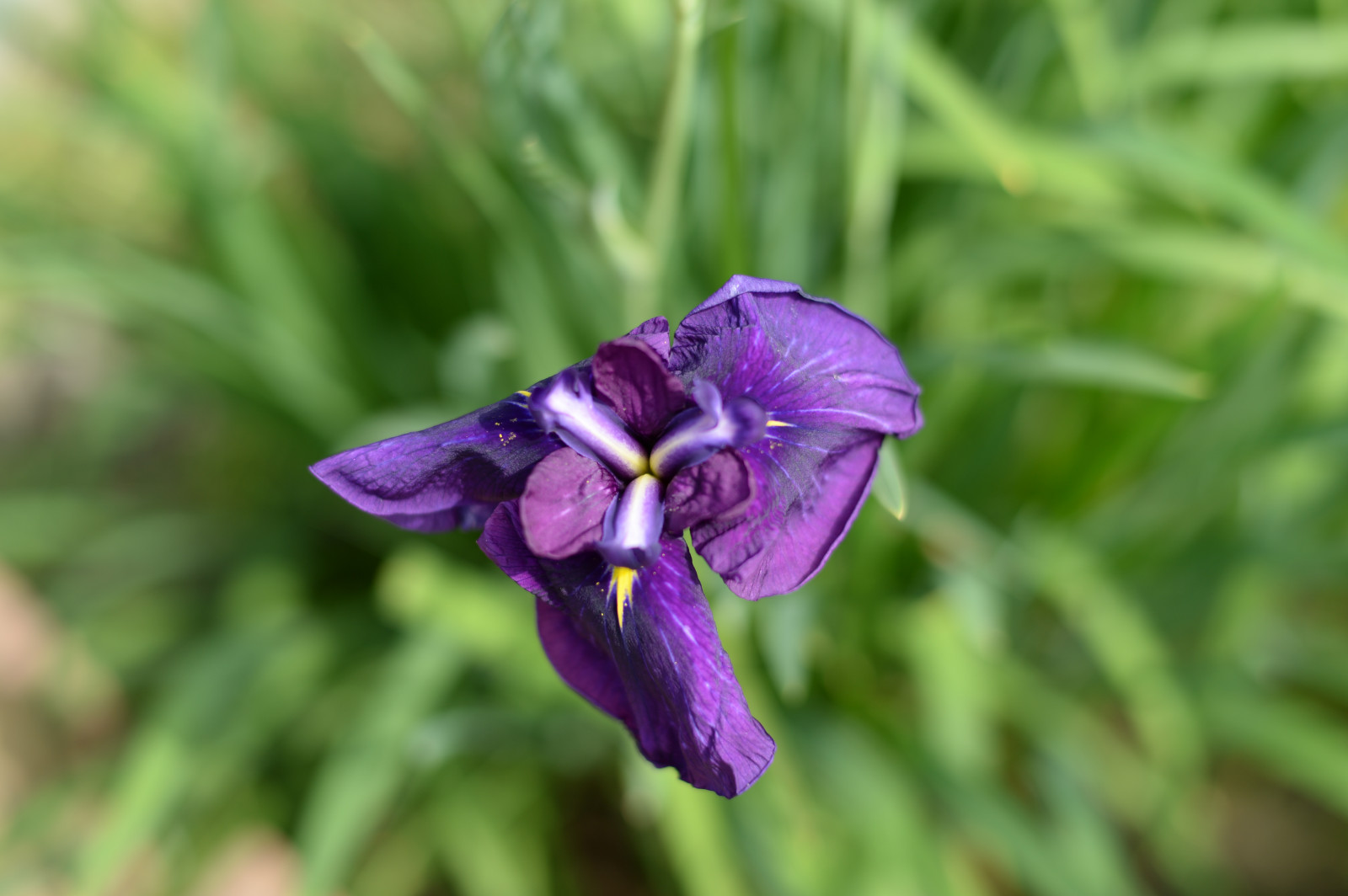 Japonsko, květiny, Příroda, Sony, Tokio, RX1R, Duhovka, jp, květ, rostlina, oko, flóra, Zeiss, rx, rx1, rx1rm2, rx1rmark2, mizumoto, mizumotopark, divoká rostlina, botanika, suchozemská rostlina, kvetoucí rostlina, makro fotografie, fialová rodina, iris versicolor, dayflower rodina, dayflower