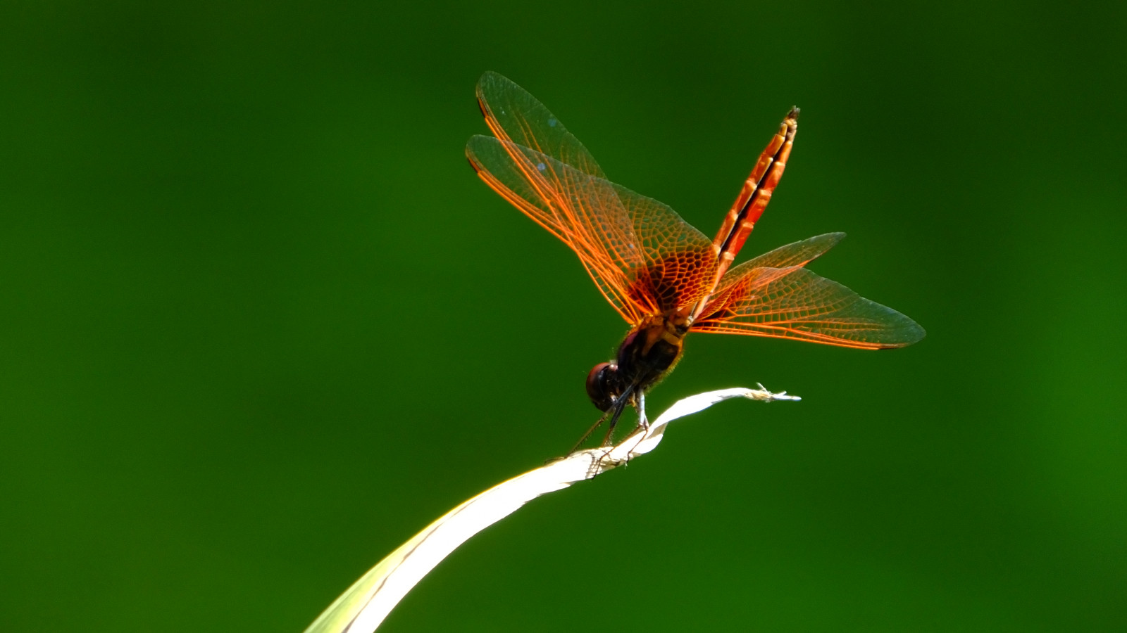 guldsmed, insekt, guldsmede og damseflies, flora, makrofotografering, blad, hvirvelløse, organisme, stængelplante, dyreliv